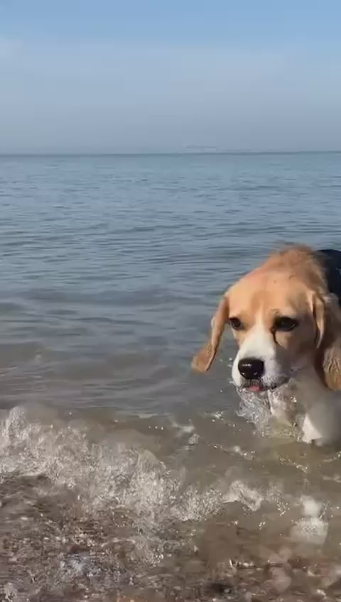 PawDry™ – Nu 1+1 GRATIS!